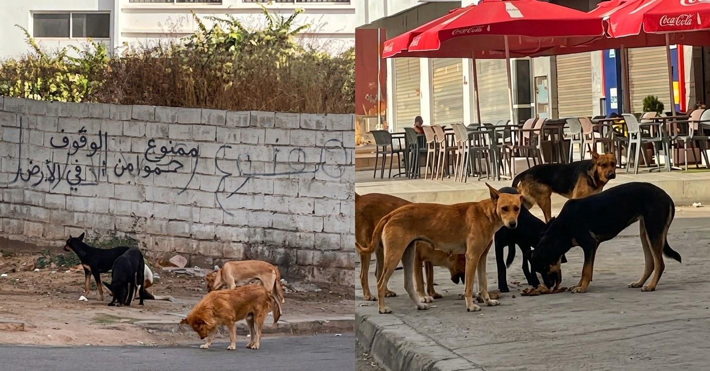 فاس..أزمة الكلاب الضالة بطريق عين الشقف في ظل مخاوف الساكنة