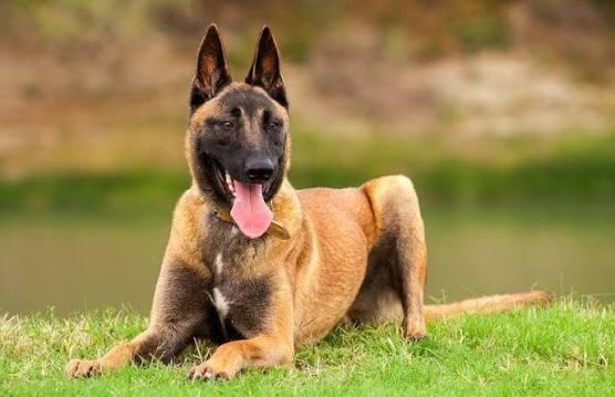 مكناس..هجوم كلب على طفل  يعيد جدل تجول الكلاب الخطيرة في الفضاءات العامة
