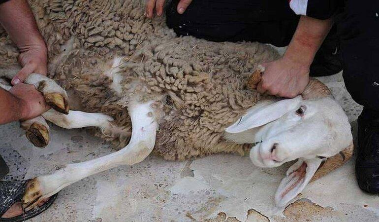 كيف تحمي لحوم  الأضحية من موجة الحر بالمغرب؟