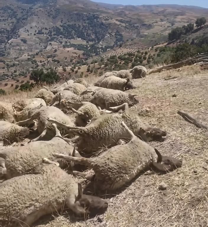 تازة..سقوط جدار يجهز على 40 راسا من الأغنام بجماعة الزراردة